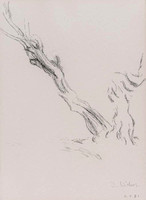 Leaning Tree 1981. Image size 37.5 x 27cms. Charcoal pencil on rag paper. Framed under perspex.
